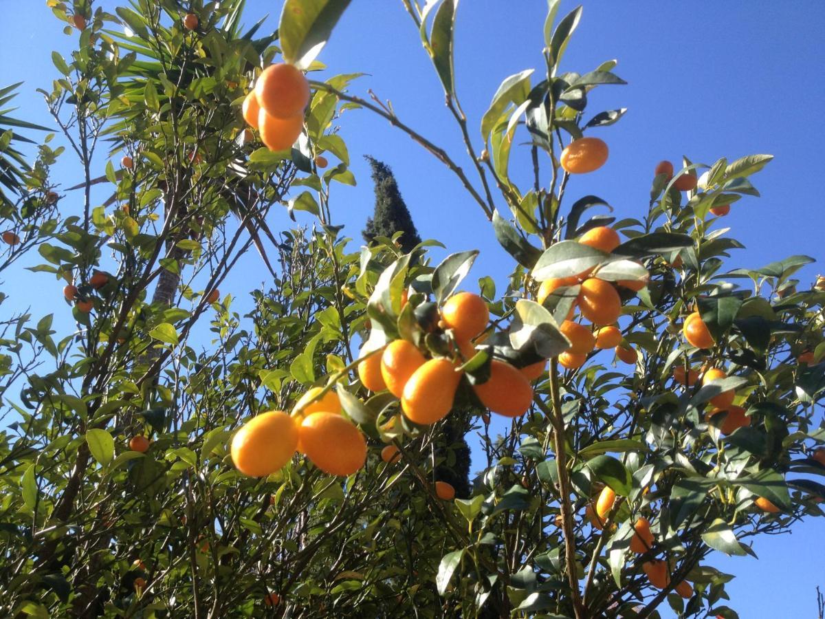 Sorède L'Abri La Vall מראה חיצוני תמונה
