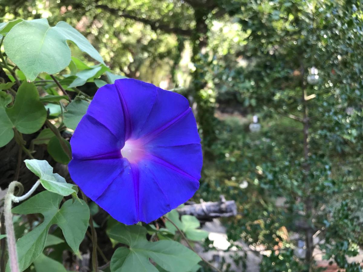 Sorède L'Abri La Vall מראה חיצוני תמונה